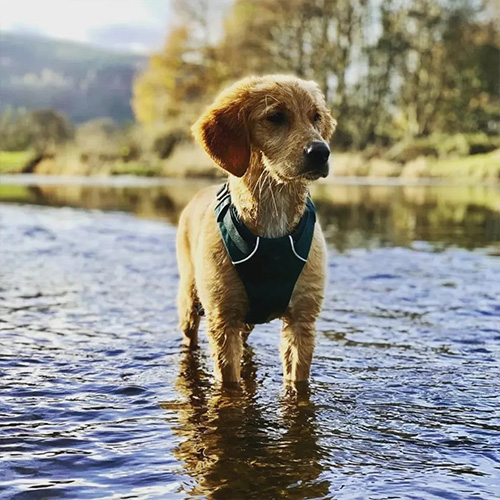 Fun in the river